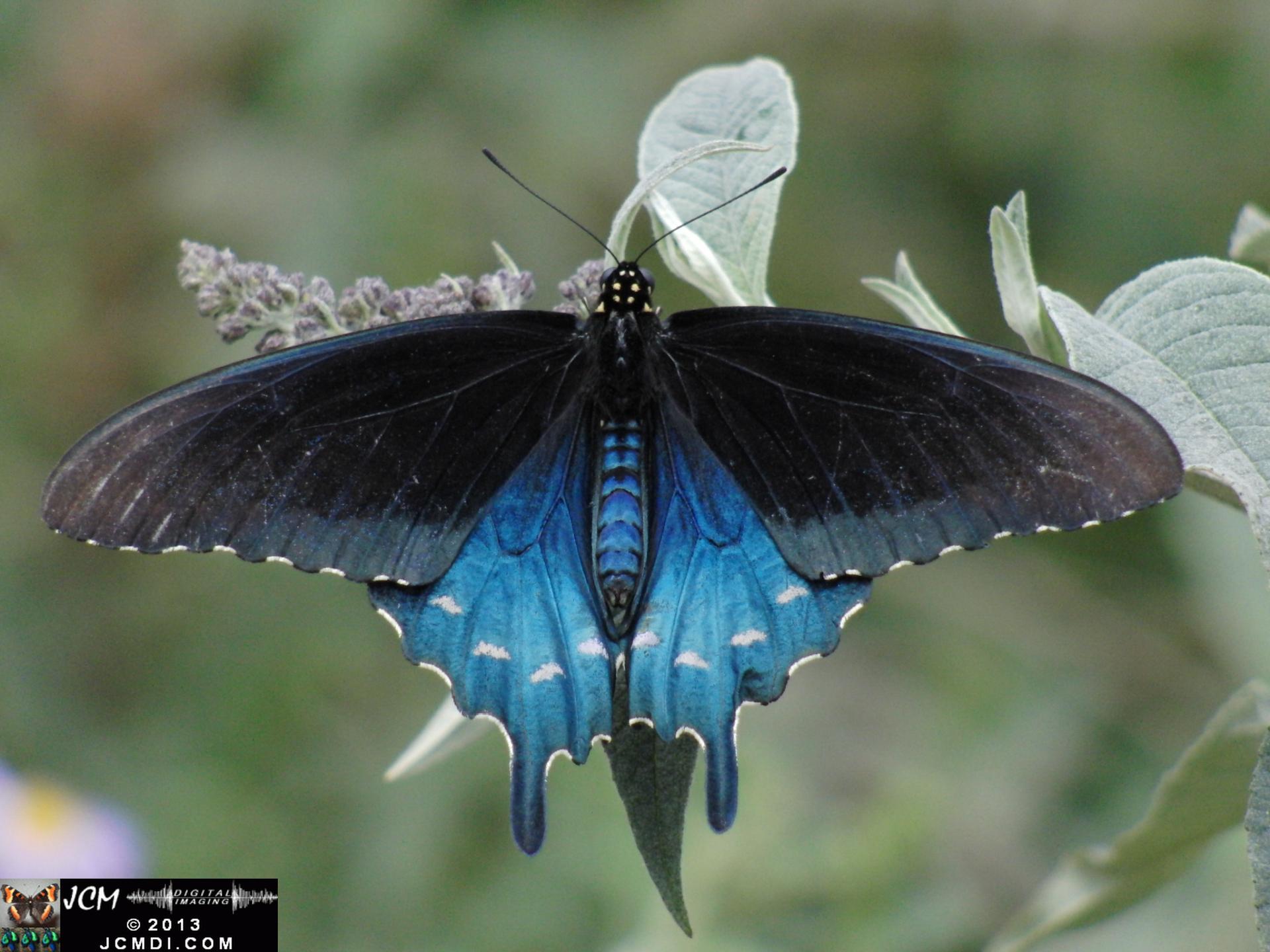 LANHM Pavillion of Wings 2013 Pipevine Swallowtail